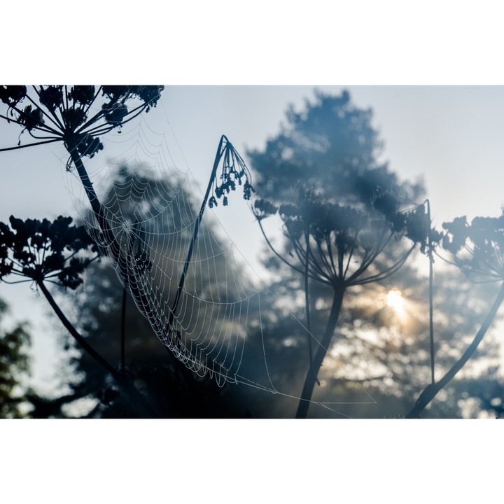 Sticker perete - Peisaje cu Paduri si Copaci 270, 130x90 cm