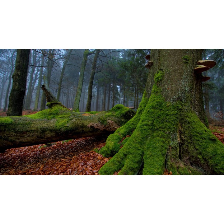 Öntapadó PVC tapéta - Táj erdőkkel és fákkal 028, 100 x 150 cm