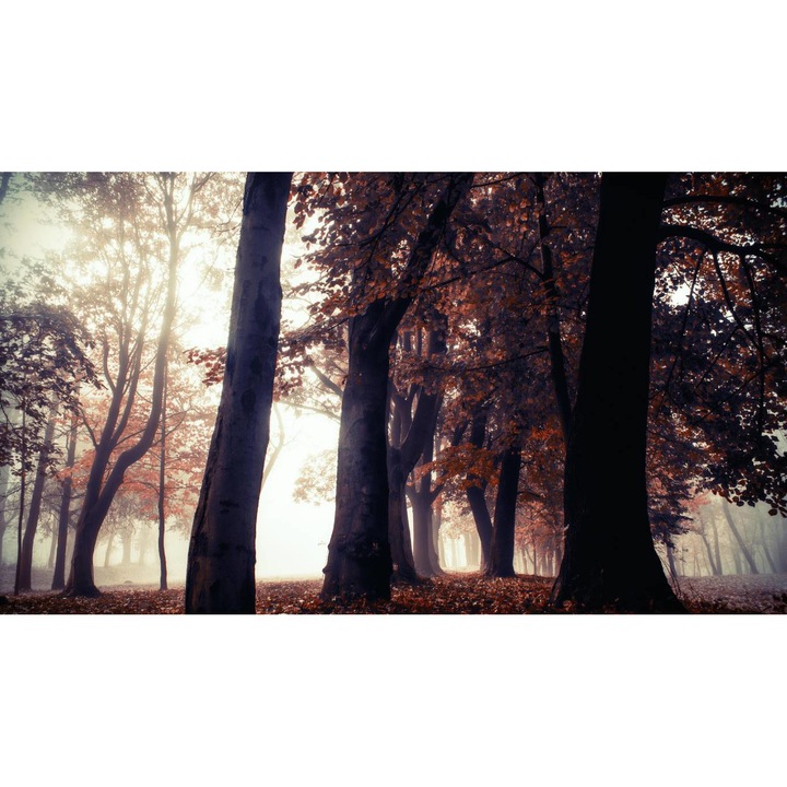 Öntapadó PVC tapéta - Táj erdőkkel és fákkal 121, 100 x 150 cm