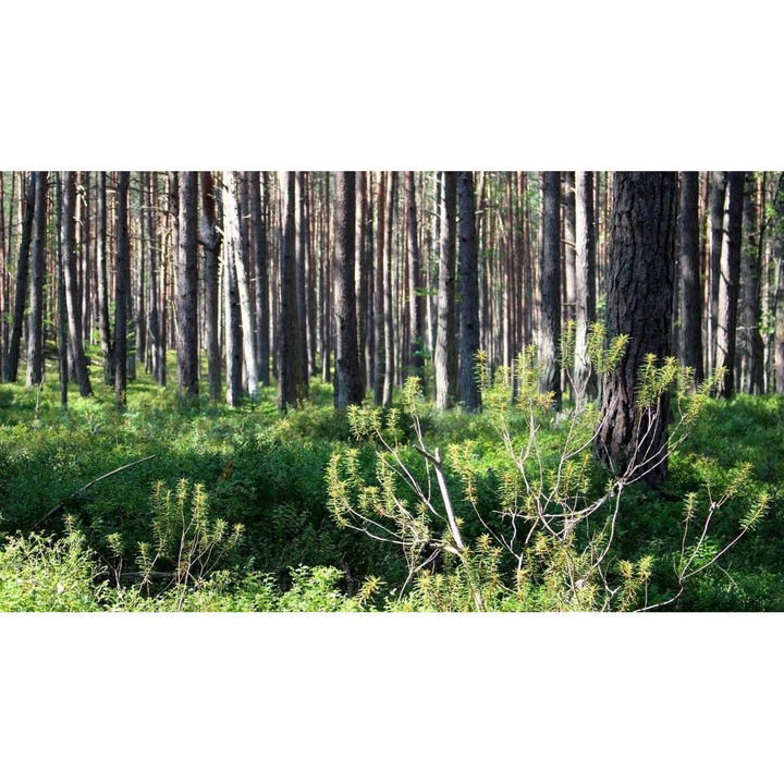 Öntapadó PVC tapéta - Táj erdőkkel és fákkal 152, 100 x 150 cm