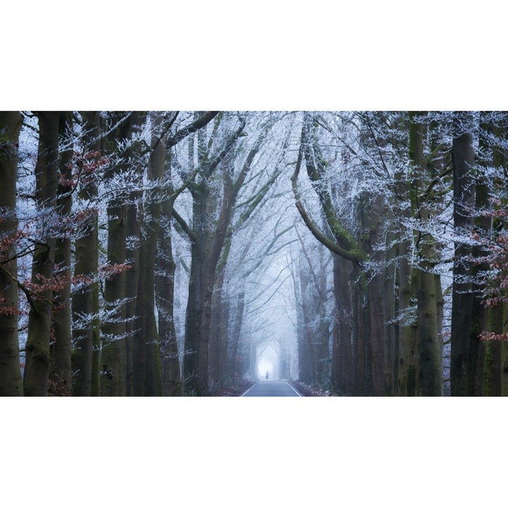 Öntapadó PVC tapéta - Táj erdőkkel és fákkal 267, 100 x 150 cm