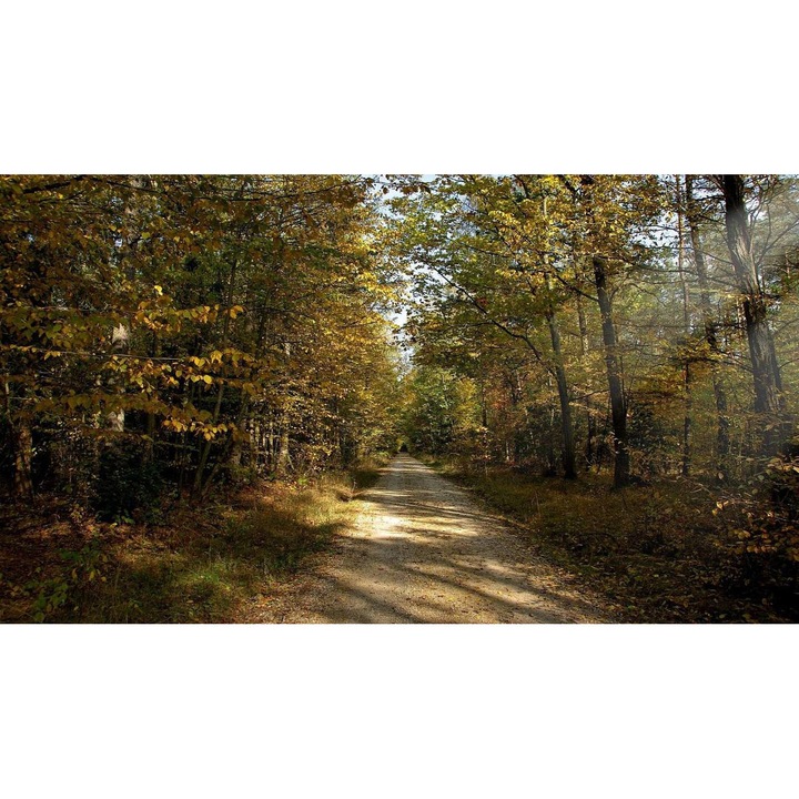 Öntapadó PVC tapéta - Táj erdőkkel és fákkal 214, 100 x 150 cm