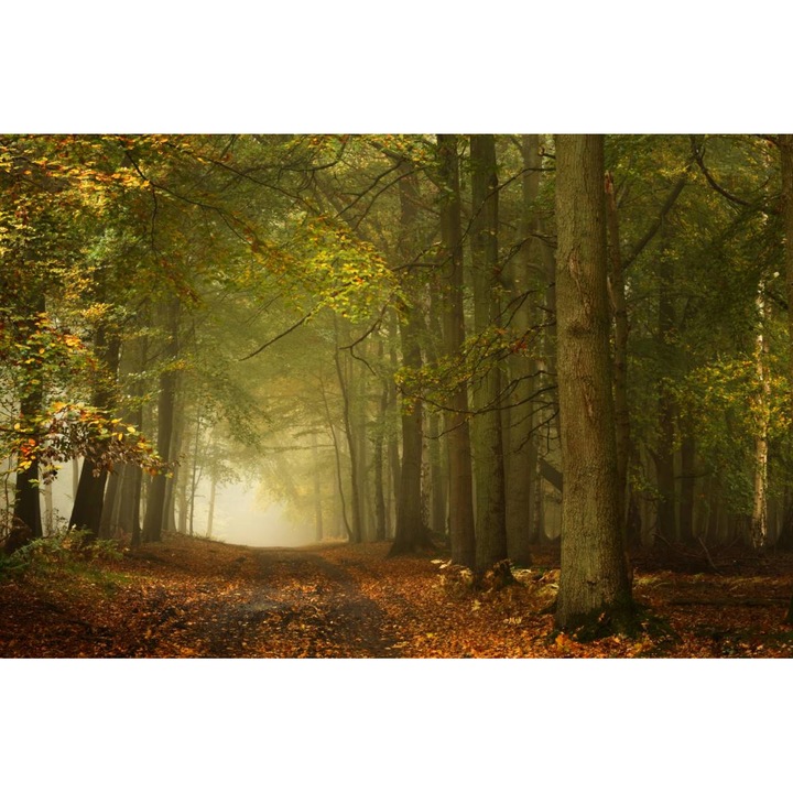 Öntapadó PVC tapéta - Táj erdőkkel és fákkal 165, 100 x 150 cm