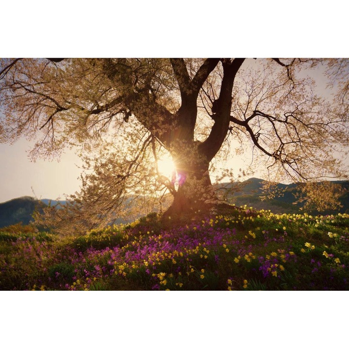 Öntapadó PVC tapéta - Táj erdőkkel és fákkal 230, 100 x 150 cm