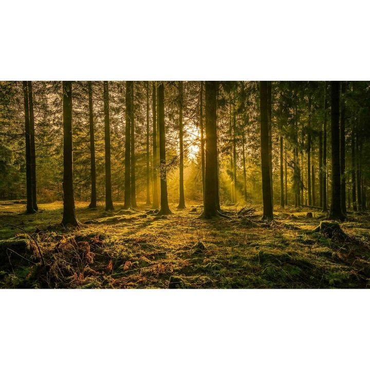 Öntapadó PVC tapéta - Táj erdőkkel és fákkal 192, 100 x 150 cm