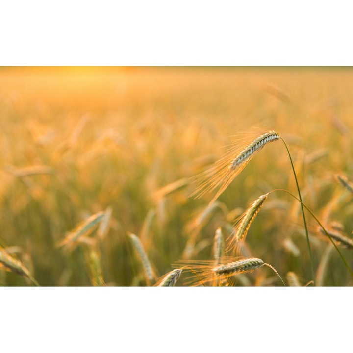 PVC öntapadó tapéta - Plain Landscapes 045, 100 x 150 cm