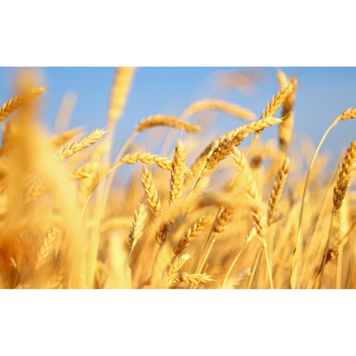 Öntapadó PVC tapéta - Plain Landscapes 052, 100 x 150 cm