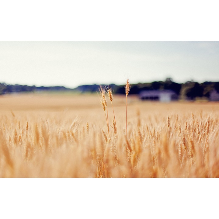 PVC öntapadó tapéta - Plain Landscapes 035, 100 x 150 cm