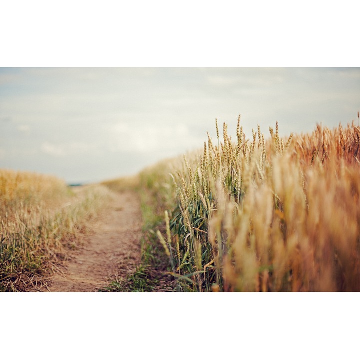 PVC öntapadó tapéta - Plain Landscapes 047, 100 x 150 cm