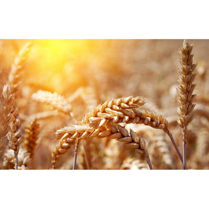 PVC öntapadó tapéta - Plain Landscapes 051, 100 x 150 cm