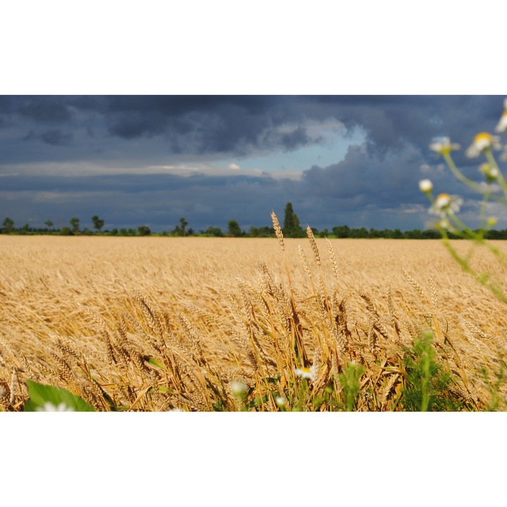 PVC öntapadó tapéta - Plain Landscapes 049, 100 x 150 cm