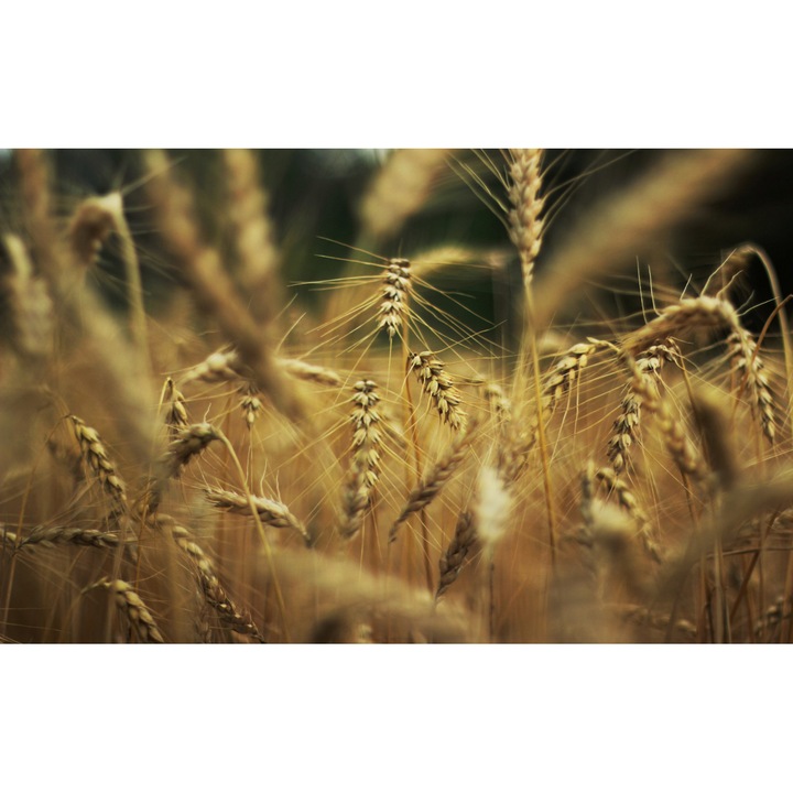 PVC öntapadó tapéta - Plain Landscapes 050, 100 x 150 cm