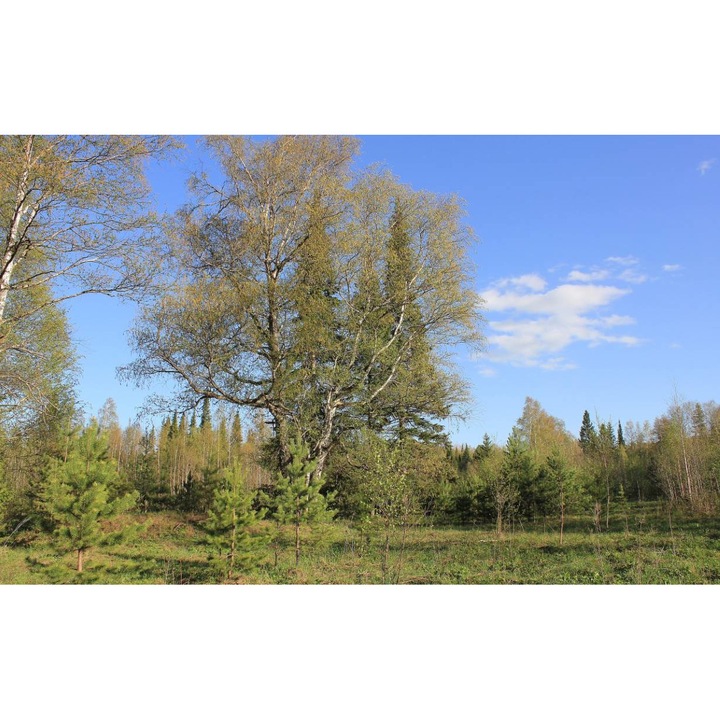 Öntapadó PVC tapéta - Táj erdőkkel és fákkal 013, 100 x 150 cm