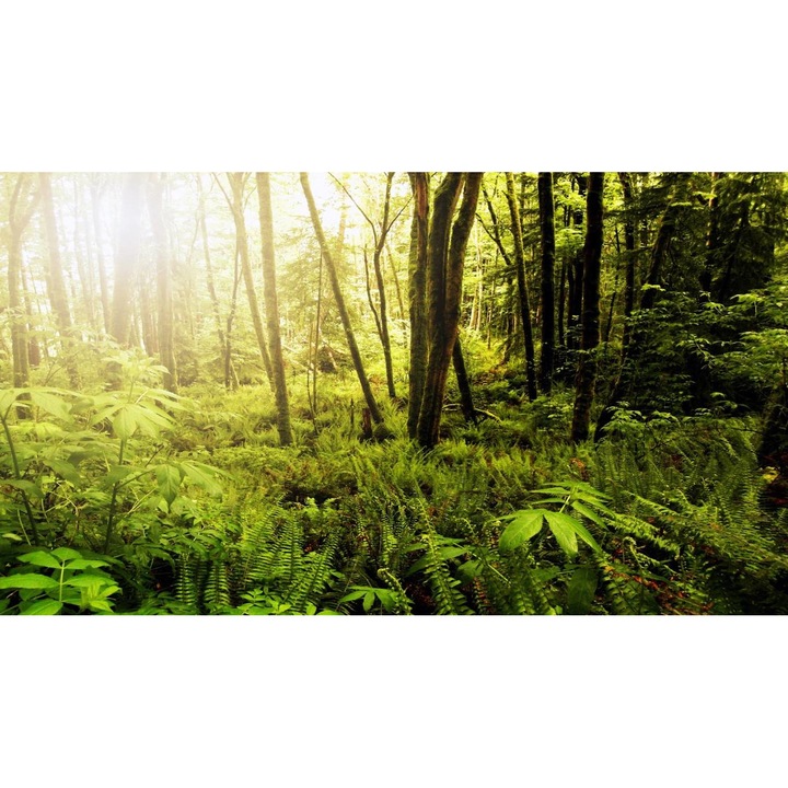 Öntapadó PVC tapéta - Táj erdőkkel és fákkal 024, 100 x 150 cm