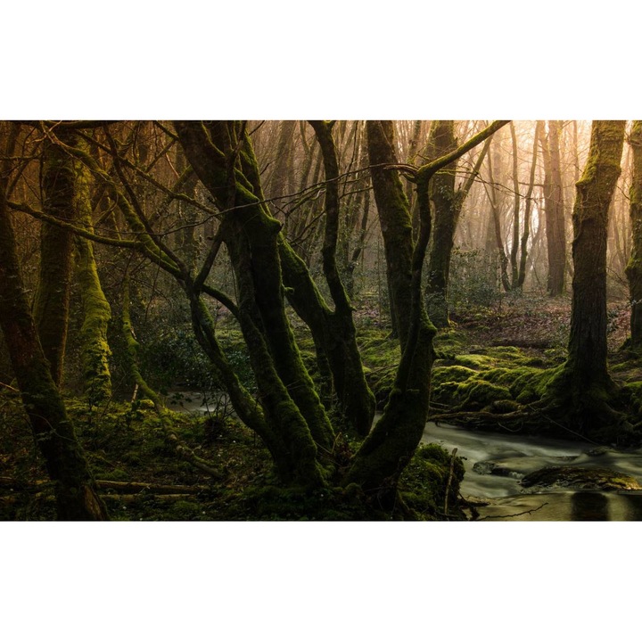 Sticker perete - Peisaje cu Paduri si Copaci 015, 130x90 cm