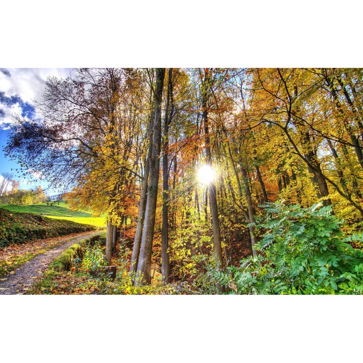 Öntapadó PVC tapéta - Táj erdőkkel és fákkal 006, 100 x 150 cm