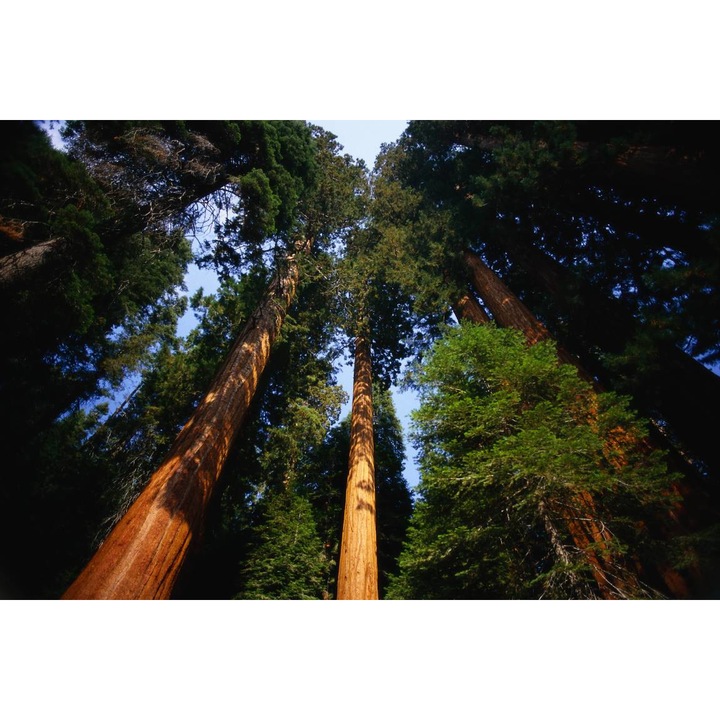 Öntapadó PVC tapéta - Táj erdőkkel és fákkal 009, 100 x 150 cm