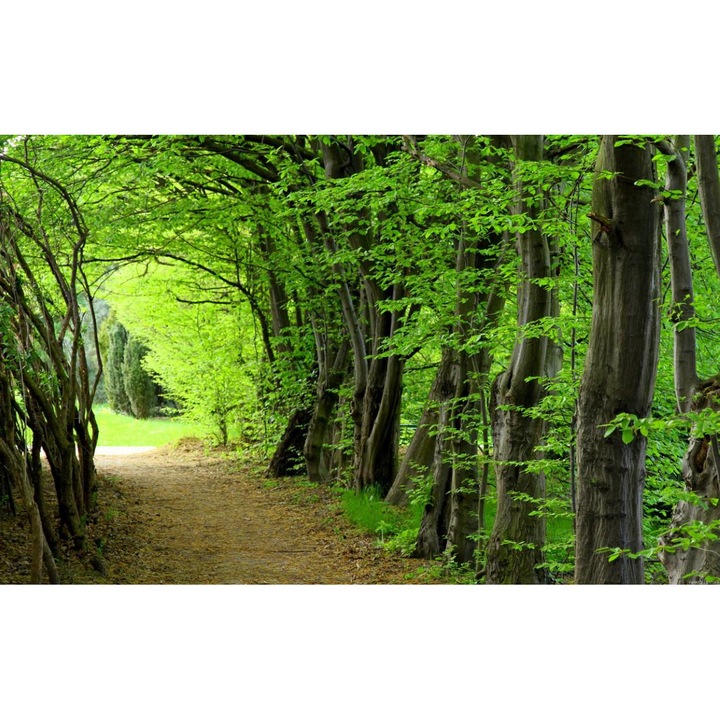 Öntapadó PVC tapéta - Táj erdőkkel és fákkal 007, 100 x 150 cm