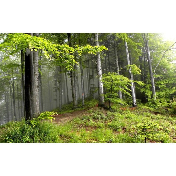 Öntapadó PVC tapéta - Táj erdőkkel és fákkal 030, 100 x 150 cm