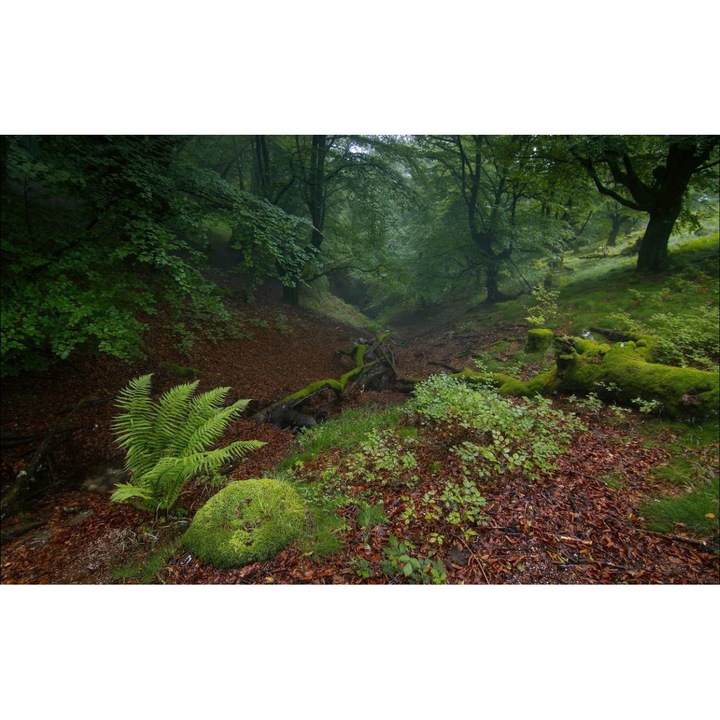 Öntapadó PVC tapéta - Táj erdőkkel és fákkal 031, 100 x 150 cm