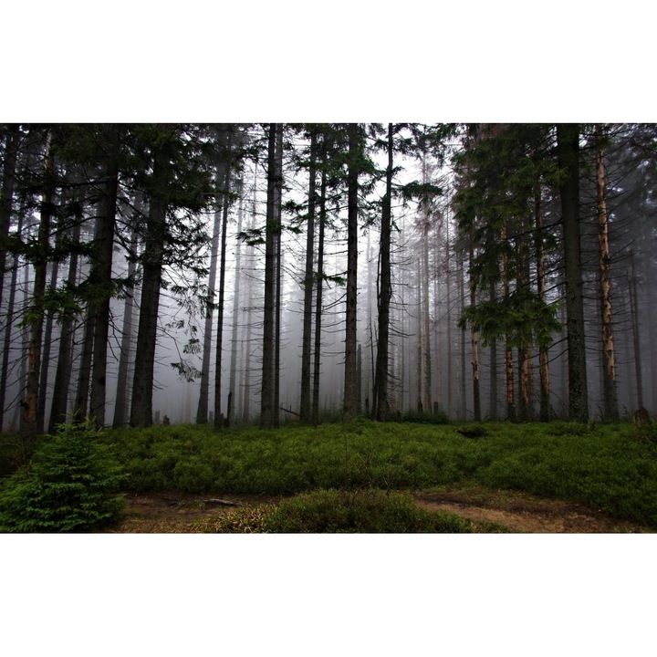 Sticker perete - Peisaje cu Paduri si Copaci 029, 130x90 cm