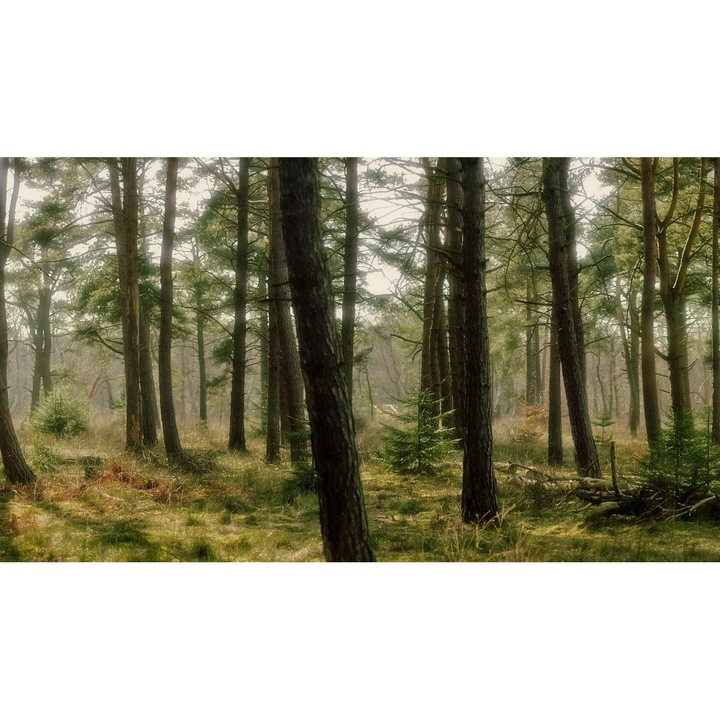 Öntapadó PVC tapéta - Táj erdőkkel és fákkal 064, 100 x 150 cm