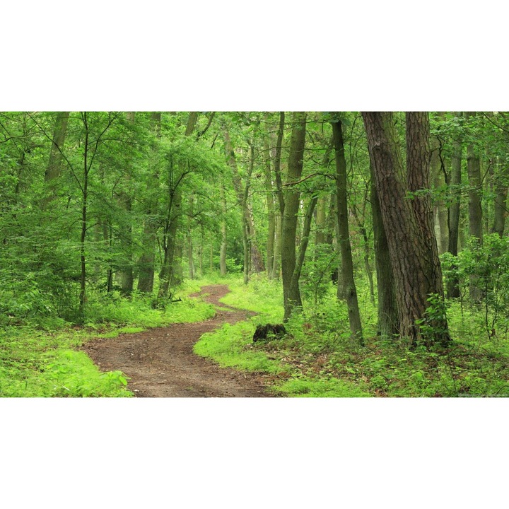 Öntapadó PVC tapéta - Táj erdőkkel és fákkal 053, 100 x 150 cm