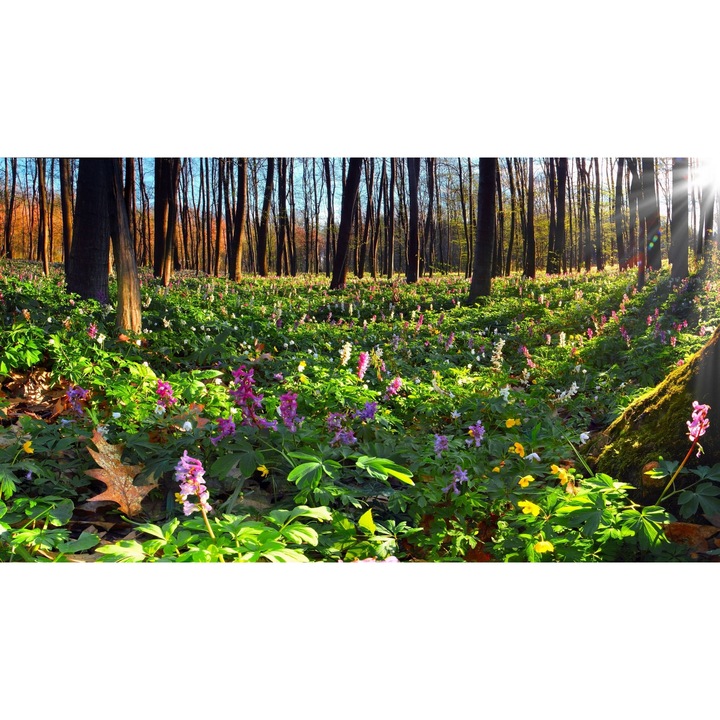 Öntapadó PVC tapéta - Táj erdőkkel és fákkal 033, 100 x 150 cm