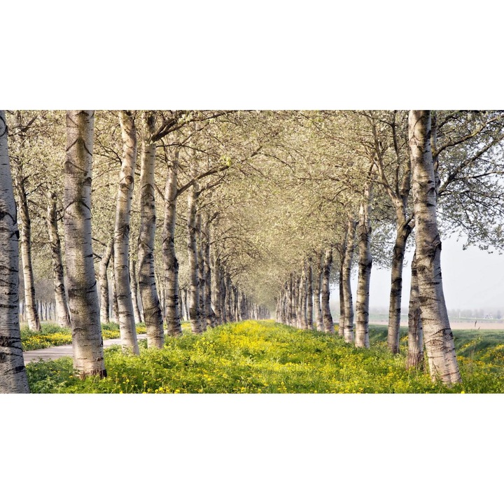 Öntapadó PVC tapéta - Táj erdőkkel és fákkal 055, 100 x 150 cm