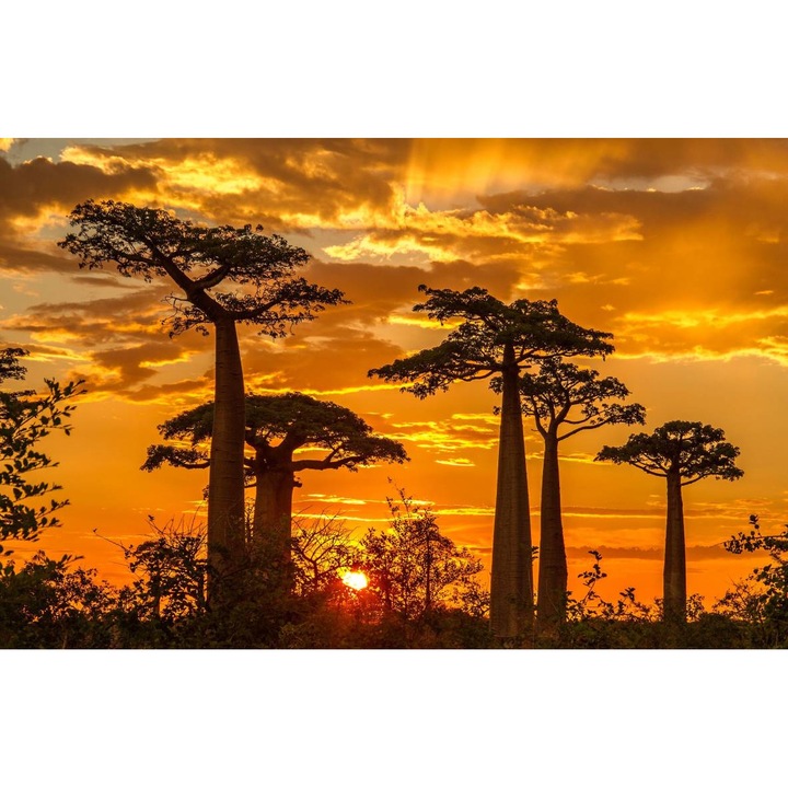 Öntapadó PVC tapéta - Táj erdőkkel és fákkal 078, 100 x 150 cm