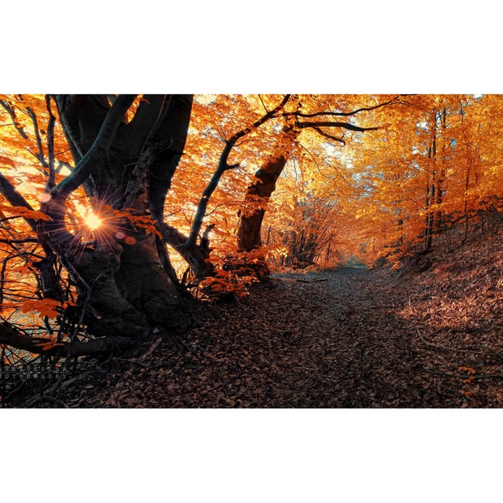 Öntapadó PVC tapéta - Táj erdőkkel és fákkal 068, 100 x 150 cm