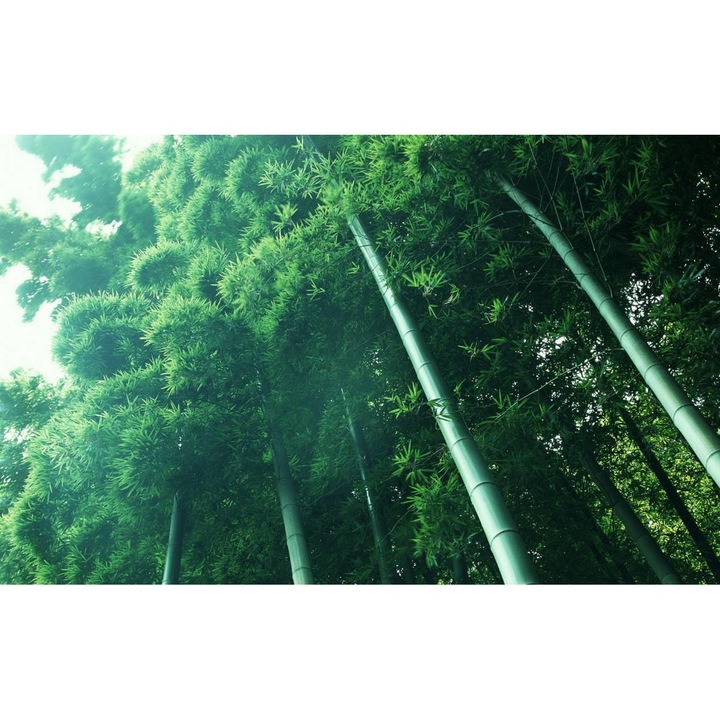 Öntapadó PVC tapéta - Táj erdőkkel és fákkal 065, 100 x 150 cm