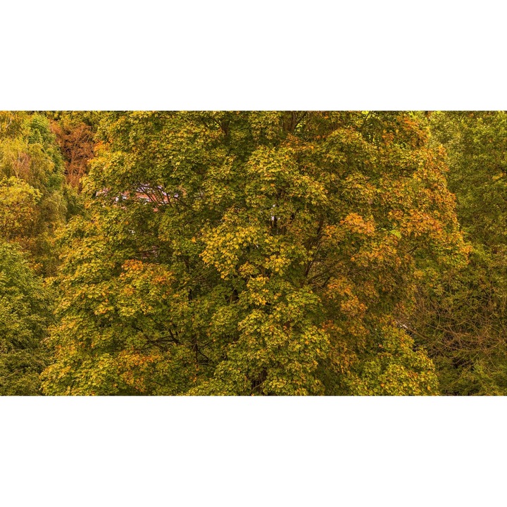 Öntapadó PVC tapéta - Táj erdőkkel és fákkal 106, 100 x 150 cm