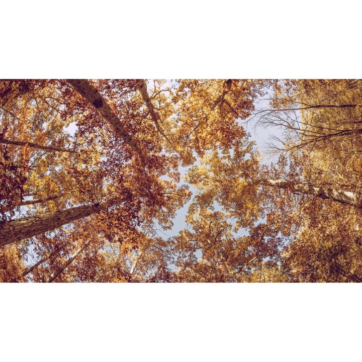 Öntapadó PVC tapéta - Táj erdőkkel és fákkal 105, 100 x 150 cm