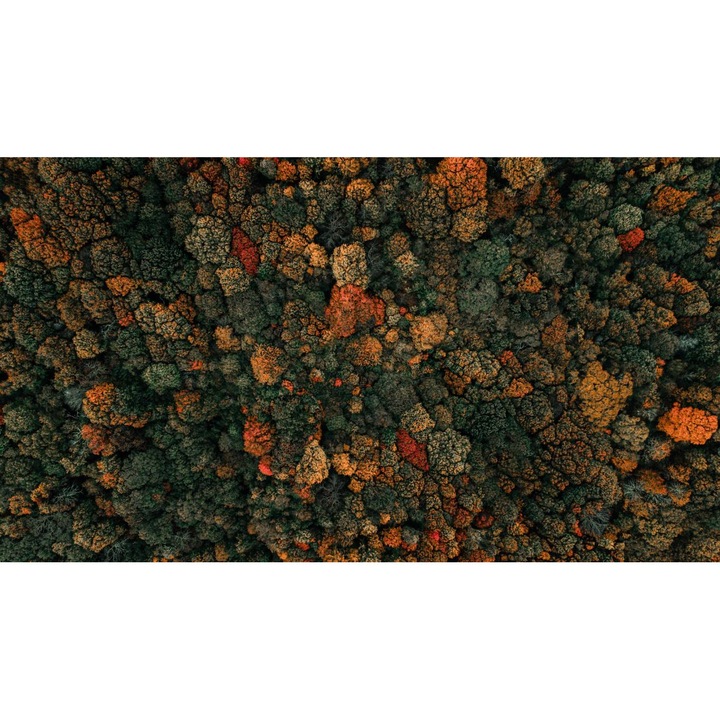 Sticker perete - Peisaje cu Paduri si Copaci 090, 130x90 cm