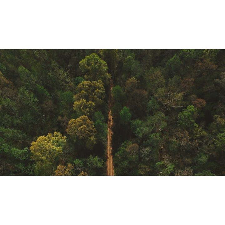 Sticker perete - Peisaje cu Paduri si Copaci 098, 130x90 cm