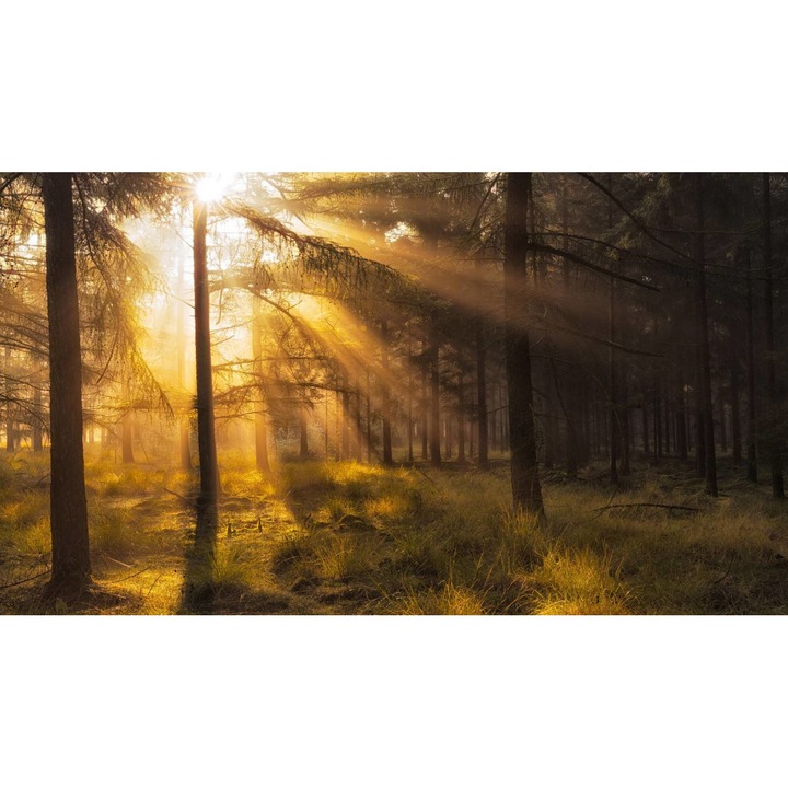 Öntapadó PVC tapéta - Táj erdőkkel és fákkal 088, 100 x 150 cm