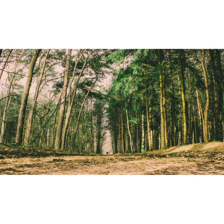 Öntapadó PVC tapéta - Táj erdőkkel és fákkal 124, 100 x 150 cm