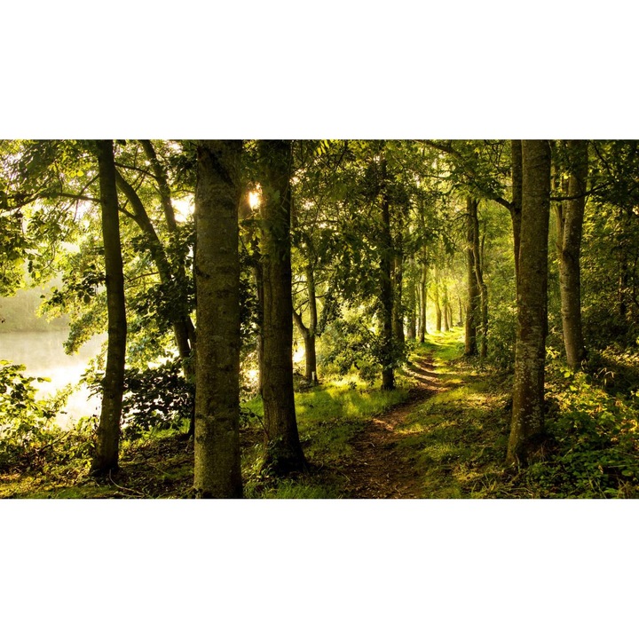 Sticker perete - Peisaje cu Paduri si Copaci 096, 130x90 cm