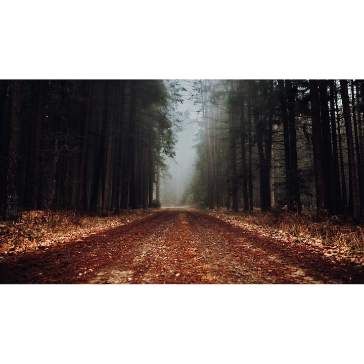 Öntapadó PVC tapéta - Táj erdőkkel és fákkal 099, 100 x 150 cm