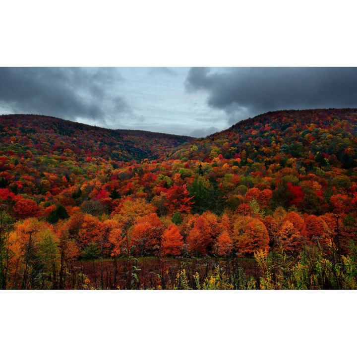 Öntapadó PVC tapéta - Táj erdőkkel és fákkal 138, 100 x 150 cm