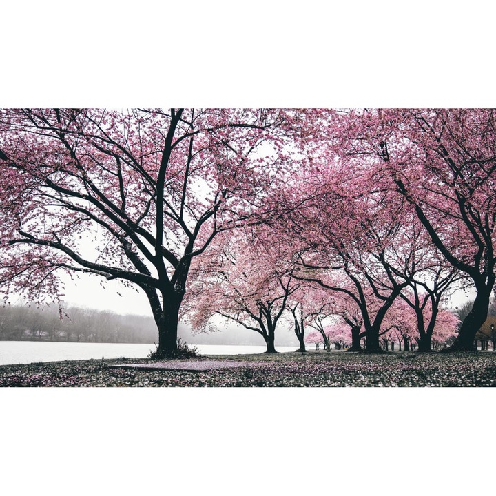 Öntapadó PVC tapéta - Táj erdőkkel és fákkal 122, 100 x 150 cm