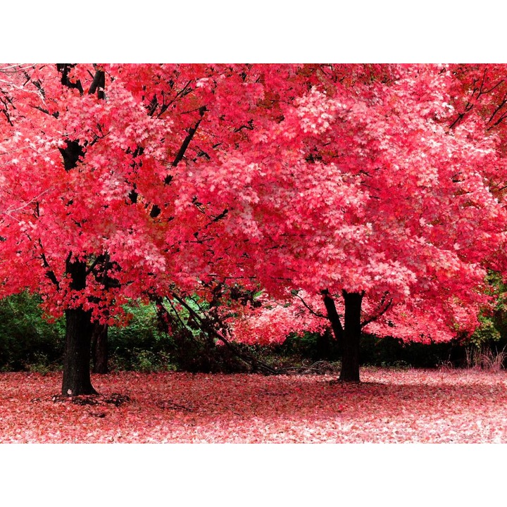 Öntapadó PVC tapéta - Táj erdőkkel és fákkal 135, 100 x 150 cm