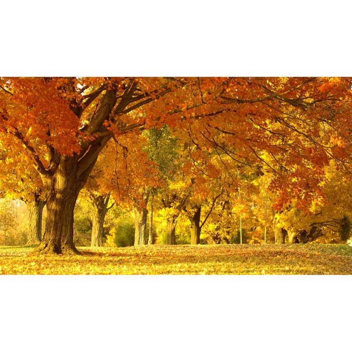 Öntapadó PVC tapéta - Táj erdőkkel és fákkal 134, 100 x 150 cm