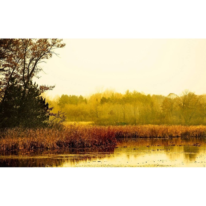 Öntapadó PVC tapéta - Táj erdőkkel és fákkal 163, 100 x 150 cm