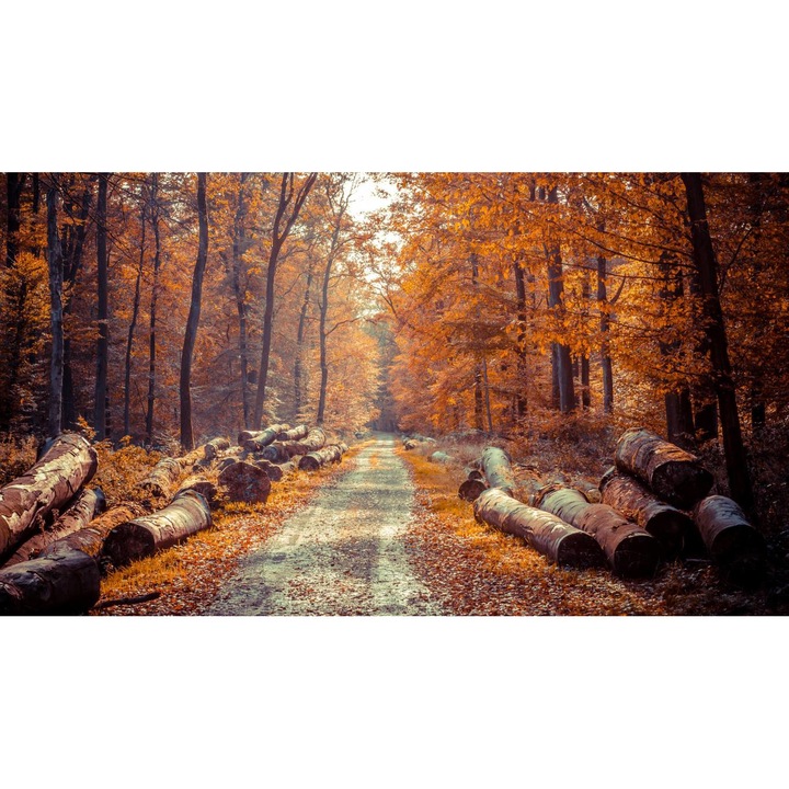 Öntapadó PVC tapéta - Táj erdőkkel és fákkal 145, 100 x 150 cm