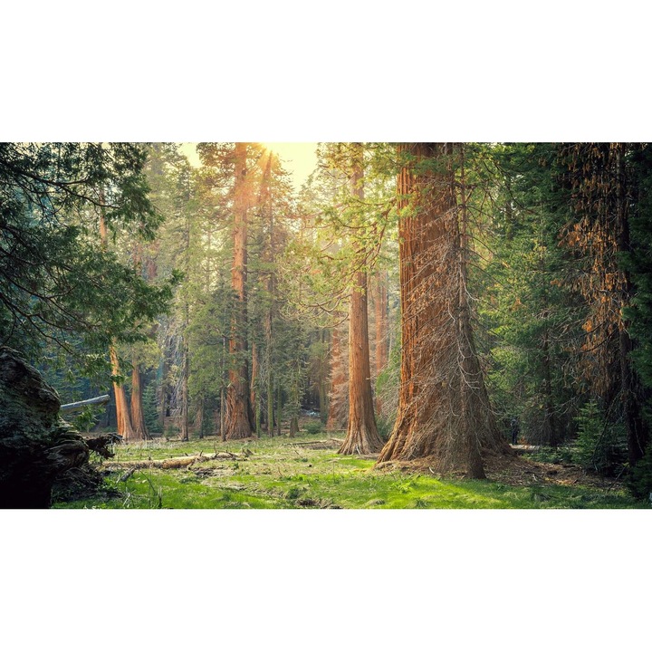 Öntapadó PVC tapéta - Táj erdőkkel és fákkal 160, 100 x 150 cm