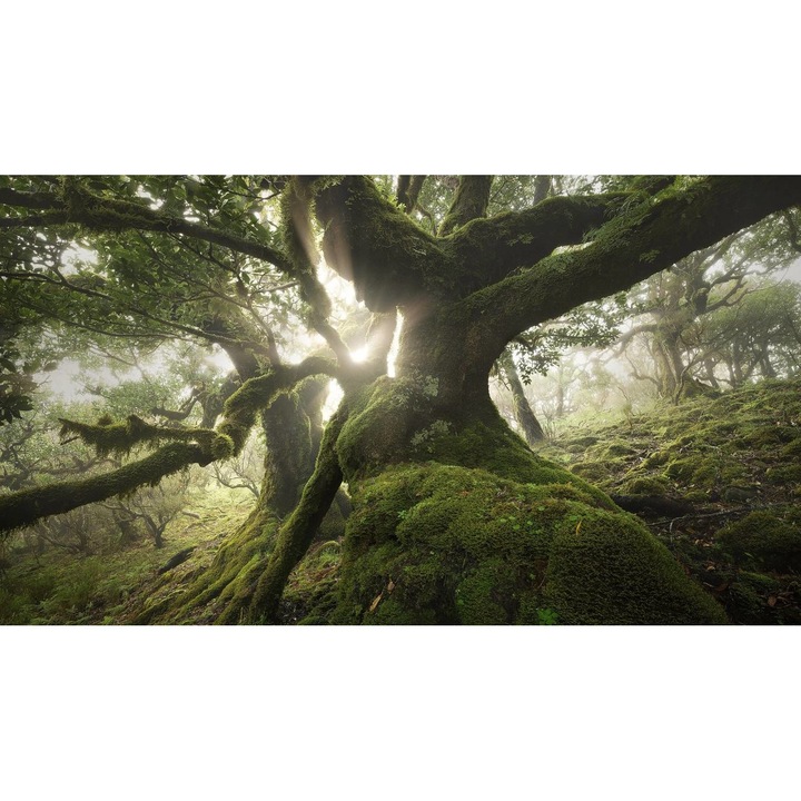 Sticker perete - Peisaje cu Paduri si Copaci 175, 130x90 cm