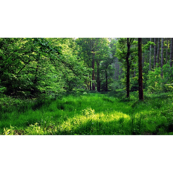 Sticker perete - Peisaje cu Paduri si Copaci 203, 130x90 cm