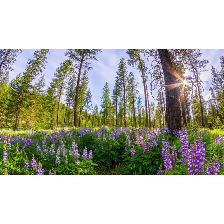 Öntapadó PVC tapéta - Táj erdőkkel és fákkal 215, 400 x 250 cm